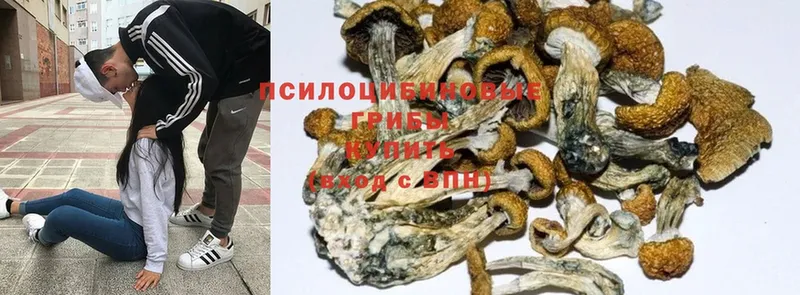 Галлюциногенные грибы Magic Shrooms  купить  цена  Лесосибирск 